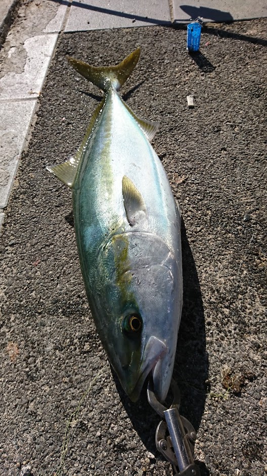 飲ませ釣りメジロ