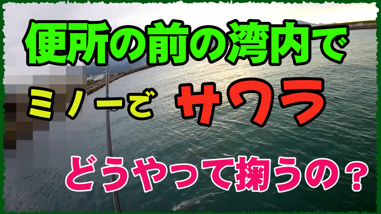 サワラ釣行動画