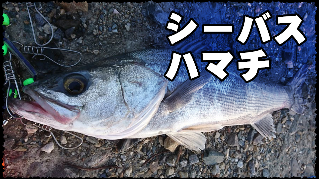 シーバスとハマチ釣行動画