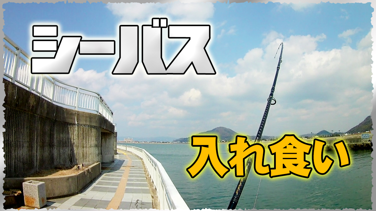 シーバス入れ食い釣り動画