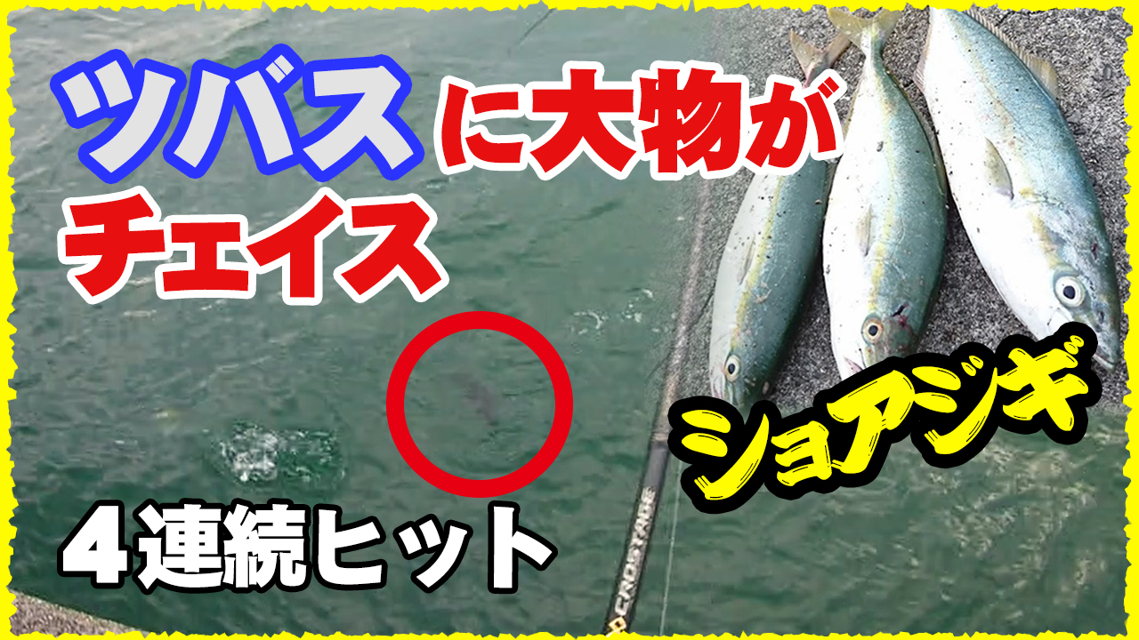 青物釣り動画