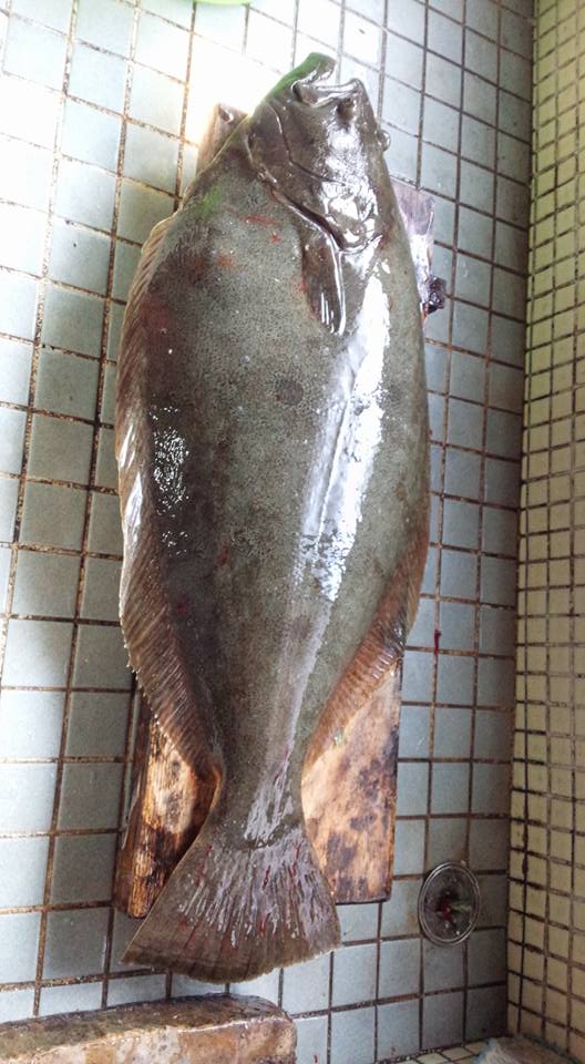 ヒラメ74せんち　2017年1月後半