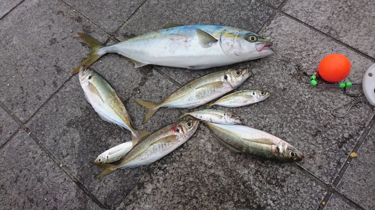 ハマチとアジと巨大エイ