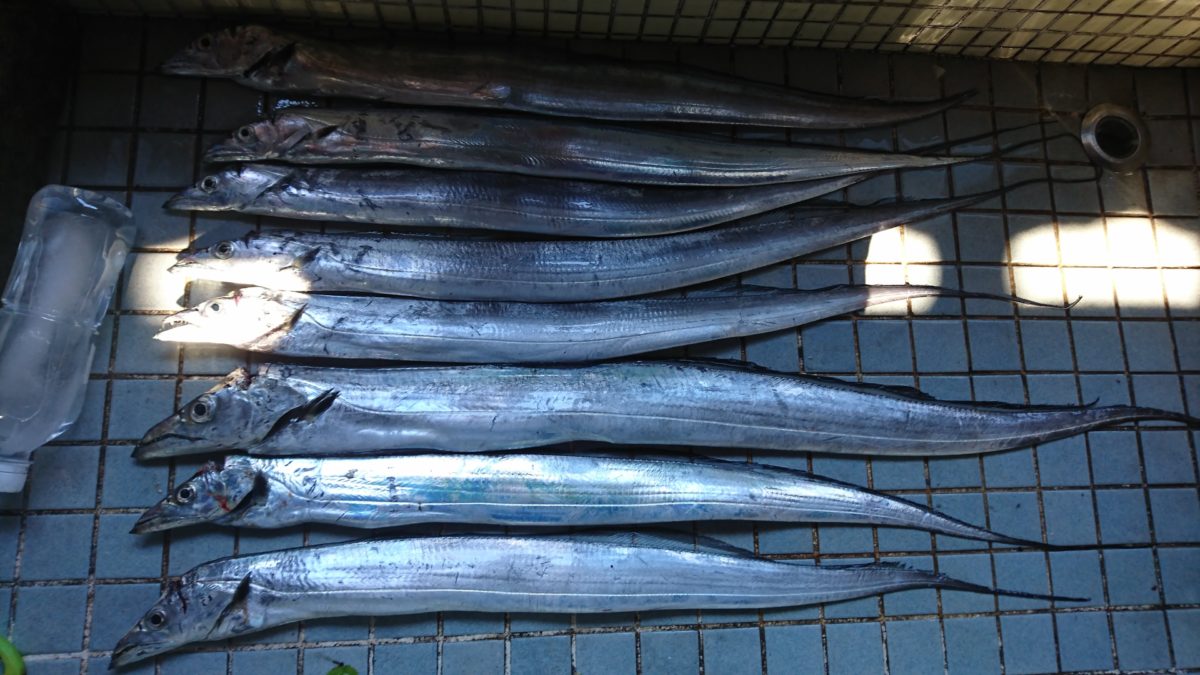 冬タチウオ入れ食い