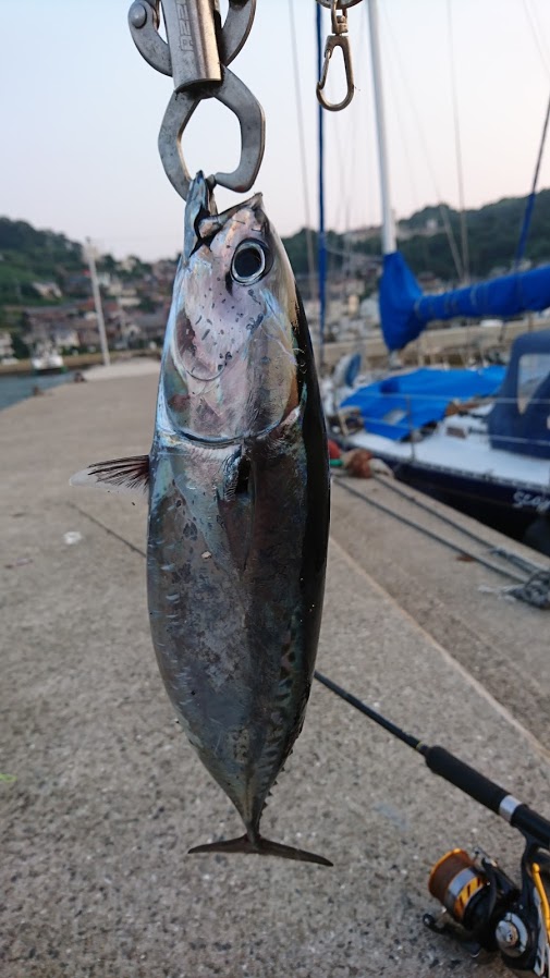 ソーダガツオ、ジグサビキでリベンジ短時間勝負！