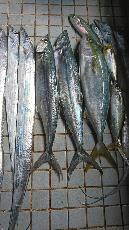 激アツ青物ショアジギング