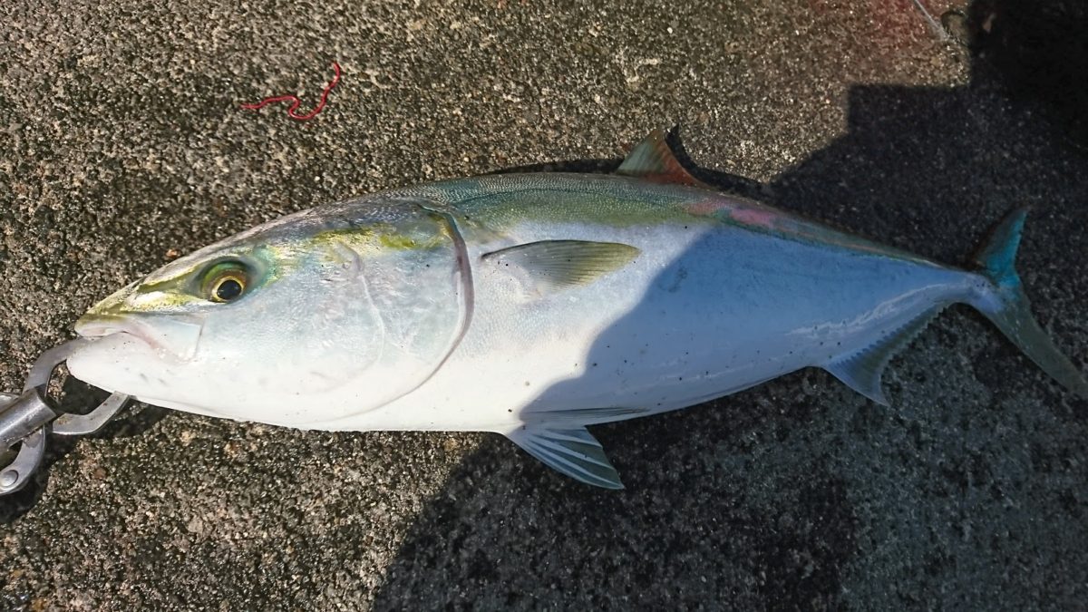 メジロ飲ませ釣り