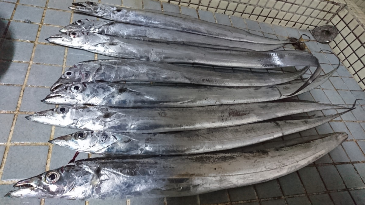 太刀魚　30分コース　延長10分　お一人様　8本