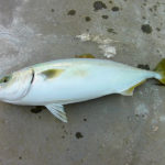 飲ませでハマチ