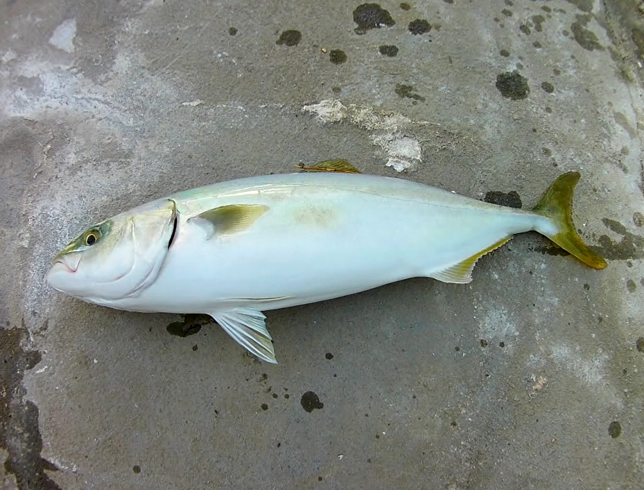 久しぶりに飲ませで青物　他タチウオ