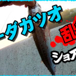 カツオ釣り動画