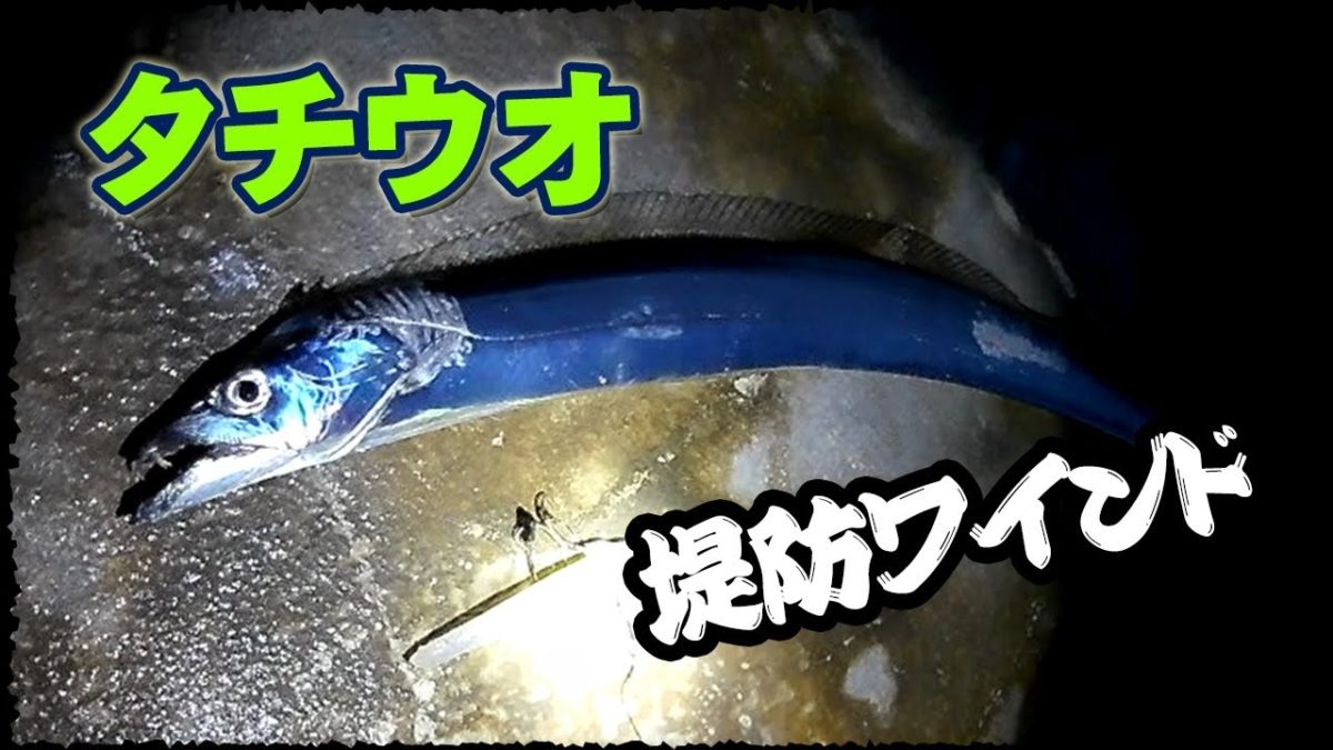 ワインドで太刀魚タチウオ＆飲ませで青物調査