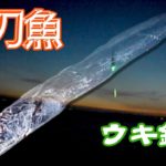 タチウオウキ釣り動画