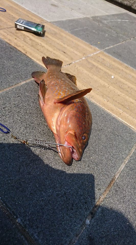 ノマセでアコウ