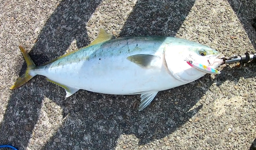 メジロ73センチＧＥＴ